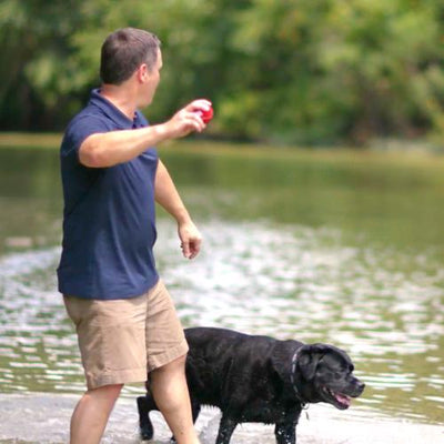 CEO & Founder Michael Landa throwing ball for his black lab Max. 