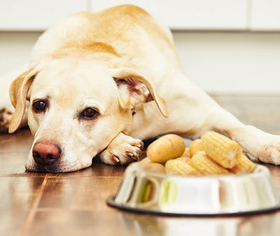Yellow lab laying down looking sad in front of a dish full of potatoes and corn.